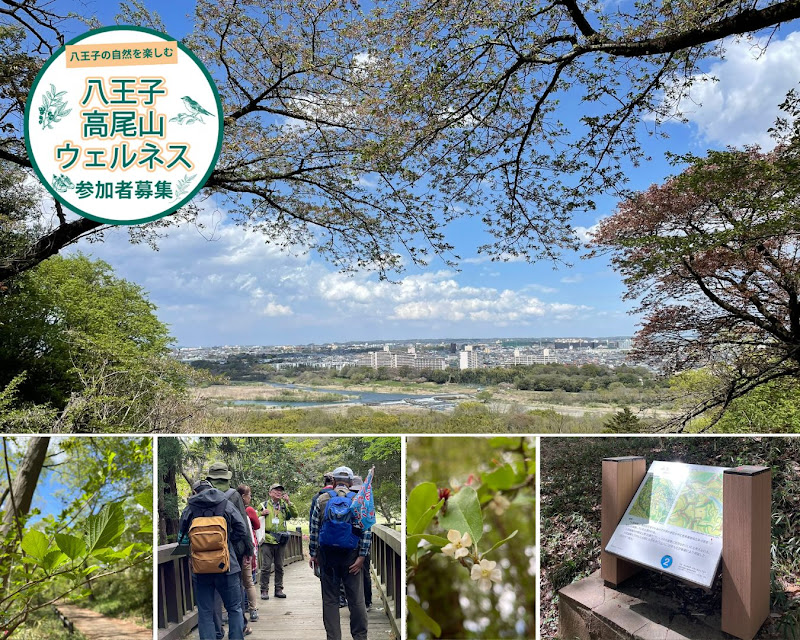ハイキングガイドツアー「春の滝山丘陵」が4/7・4/11に都立滝山自然公園他で開催!桜と歴史を満喫_800