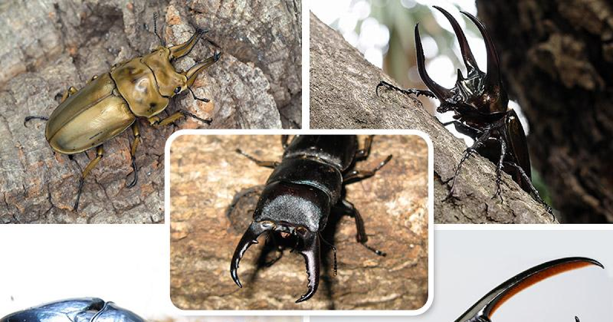 世界のカブトムシ・クワガタ展示が5/4に八王子住宅公園で開催！外国産ヒラタクワガタのプレゼントも_ogp