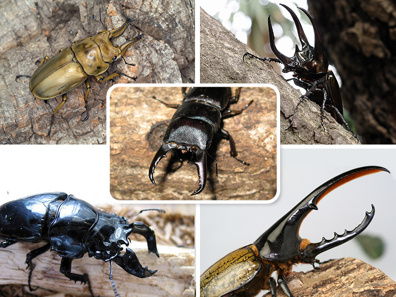世界のカブトムシ・クワガタ展示が5/4に八王子住宅公園で開催！外国産ヒラタクワガタのプレゼントも_800