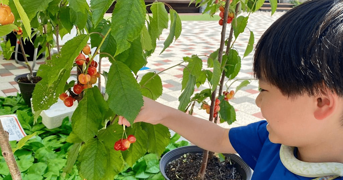 さくらんぼ収穫体験が6/21に八王子住宅公園で開催！収穫した実はお持ち帰り可能_ogp