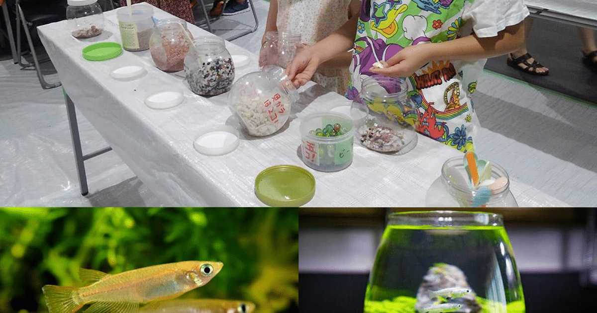 メダカのアクアリウムづくりが6/14に八王子住宅公園で開催！完成品は持ち帰り可能_ogp