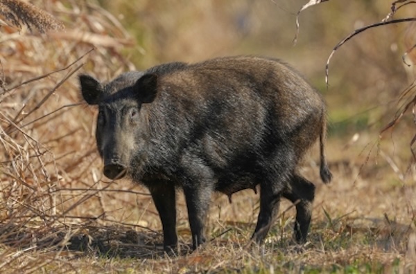 イノシシはツキノワグマと見間違いされるケースも