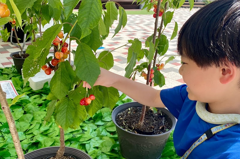 さくらんぼ収穫体験が6/21に八王子住宅公園で開催!収穫した実はお持ち帰り可能_800