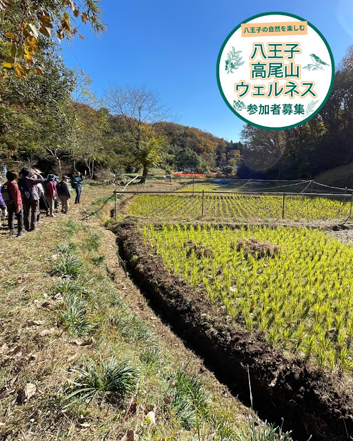 新緑の多摩丘陵・由木、植物観察ウォーキングが5/15に多摩丘陵・由木方面で開催！自然を満喫_800