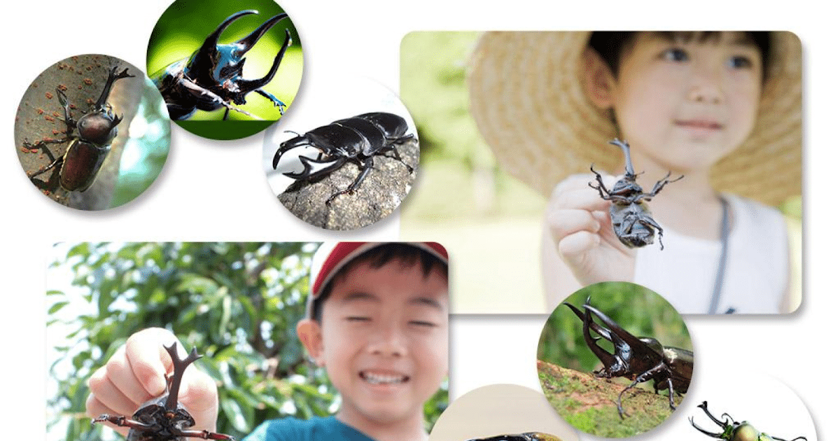 世界のカブトムシ＆クワガタ展示＆カブトムシペアプレゼントが7/12に八王子住宅公園で開催！_ogp