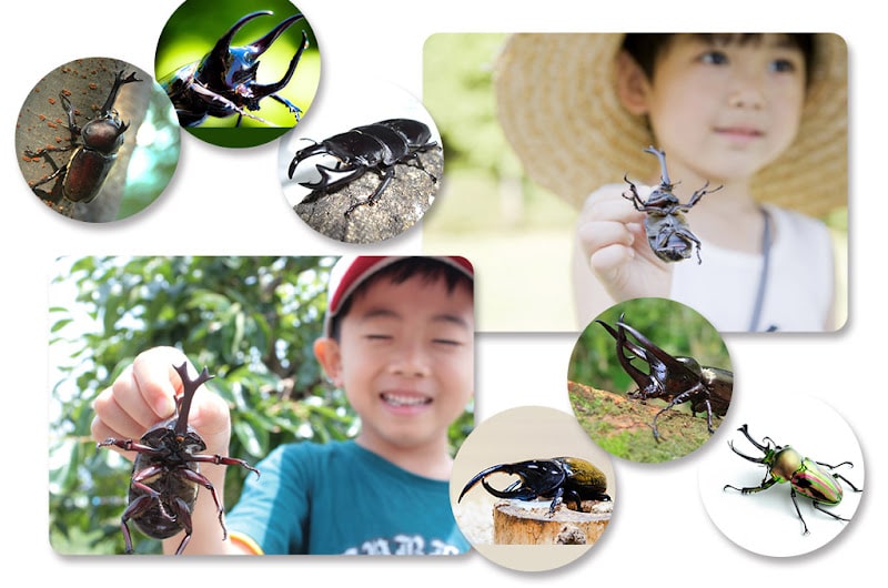 世界のカブトムシ＆クワガタ展示＆カブトムシペアプレゼントが7/12に八王子住宅公園で開催！_800