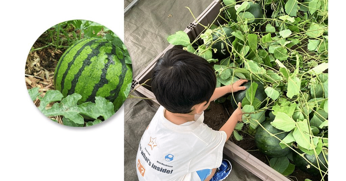スイカ収穫体験が8/11に八王子住宅公園で開催！模擬農園で収穫して持ち帰れる_ogp