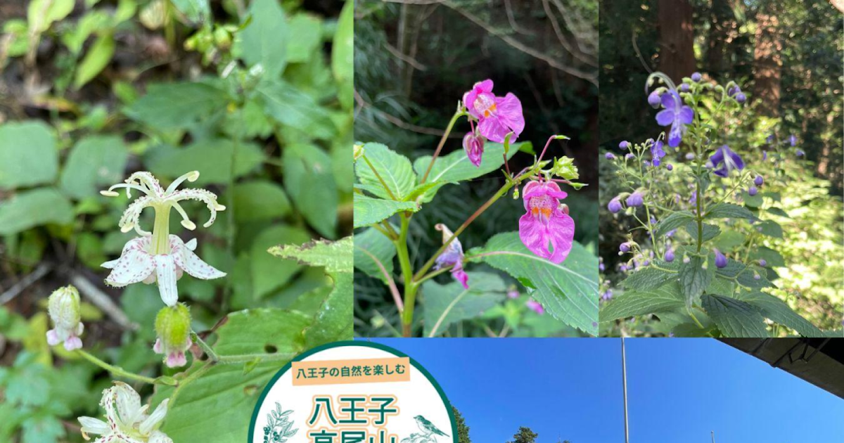 ハイキングガイドツアー「秋の草花を探そう」が10/3と10/6に高尾山で開催！秋の自然を満喫_ogp