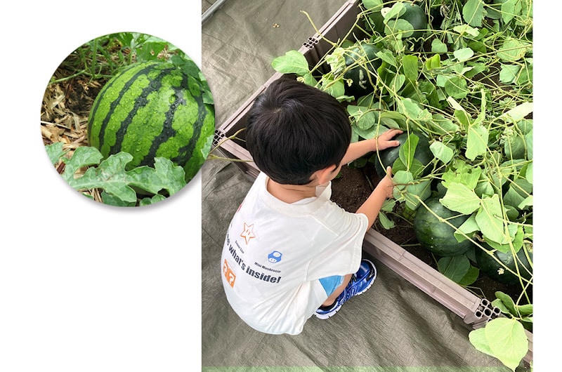 スイカ収穫体験が8/11に八王子住宅公園で開催！模擬農園で収穫して持ち帰れる_800