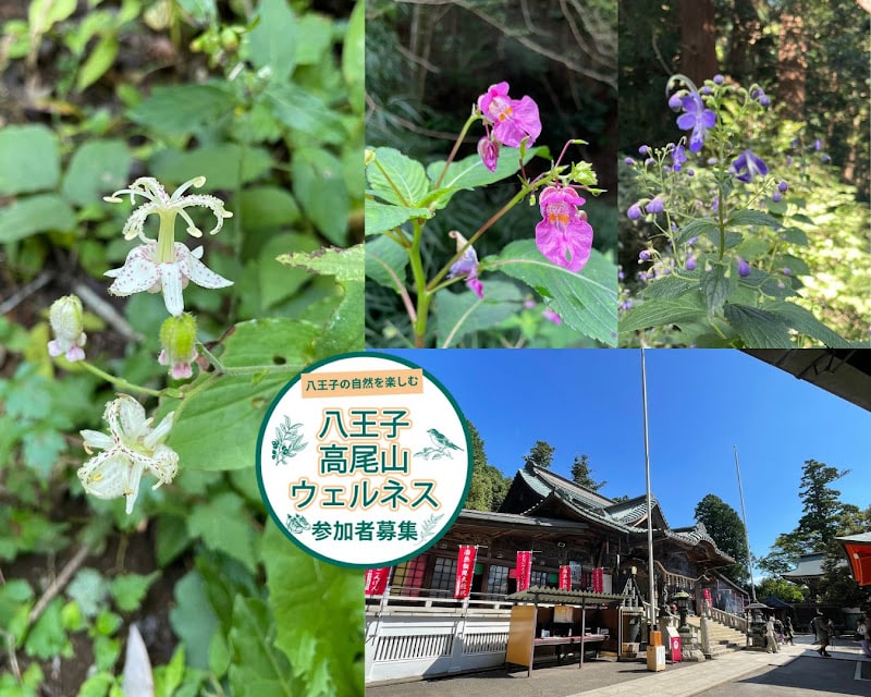ハイキングガイドツアー「秋の草花を探そう」が10/3と10/6に高尾山で開催!秋の自然を満喫_800
