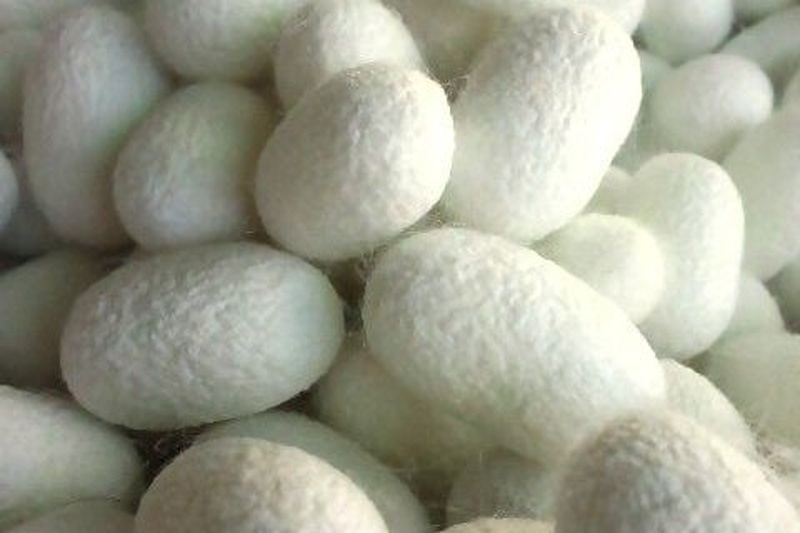 白く丸みを帯びたカイコの繭がいくつも重なって積まれている様子を近くから撮影した写真
